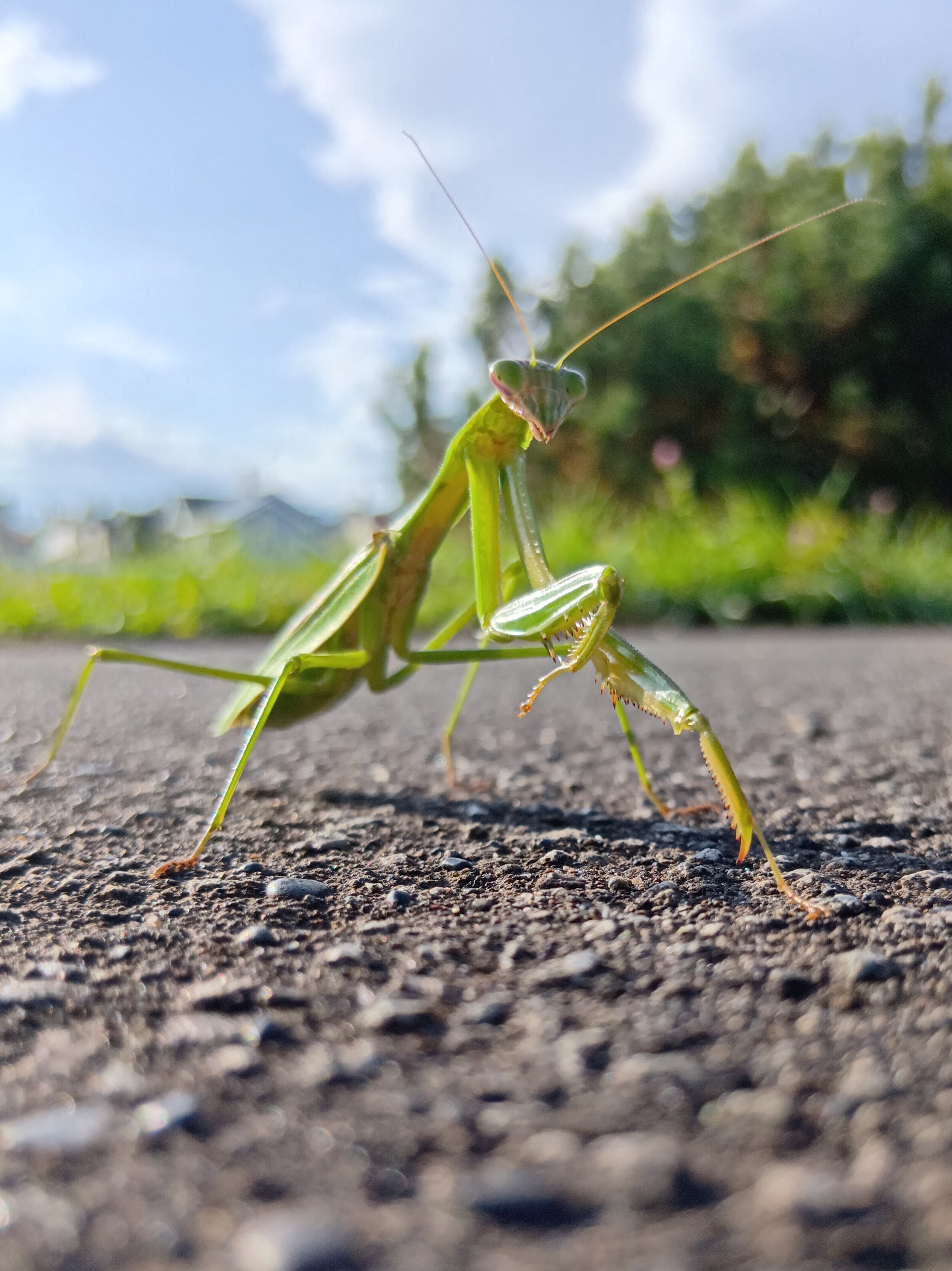 サイクリングロードのカマキリ